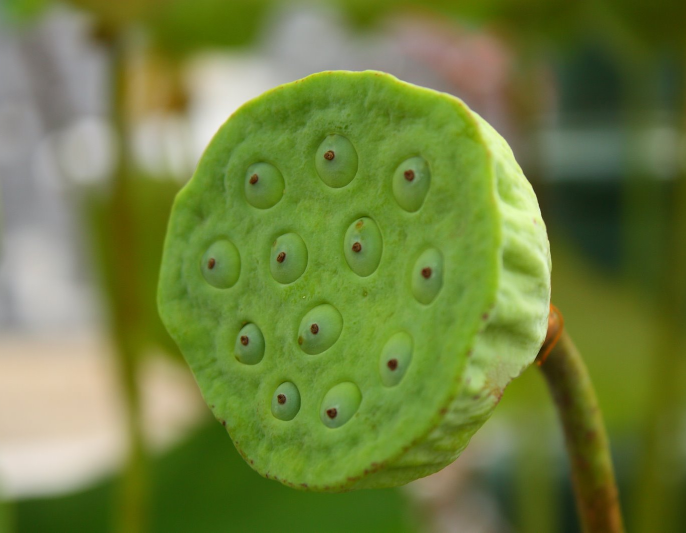 Fox Nut exporter in chennai